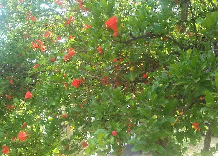 Daire Christinas Garden Patras