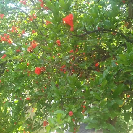 Apartment Christinas Garden Patras